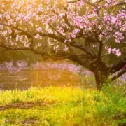 peach tree
