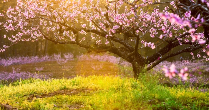 peach tree