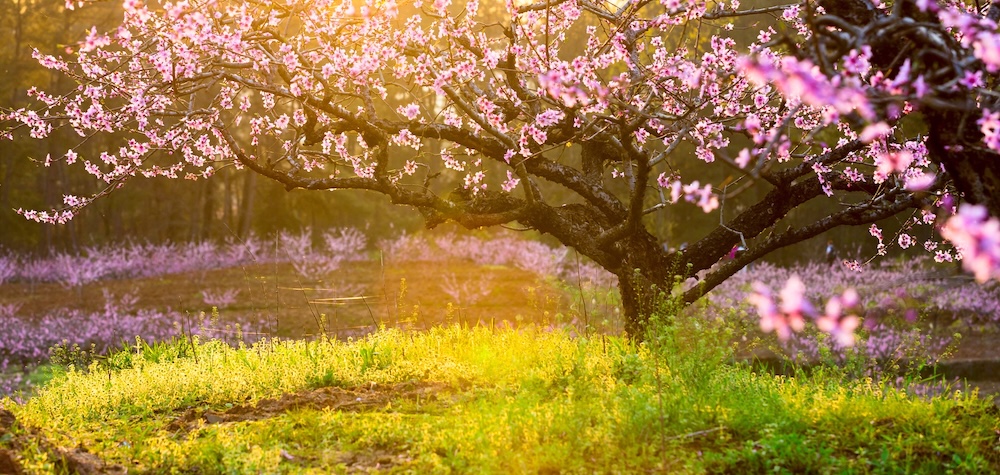 peach tree